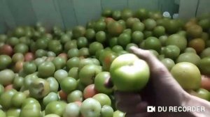 Гибрид розового томата Лагенда и Мей Шуай. Это ужас ужасный.