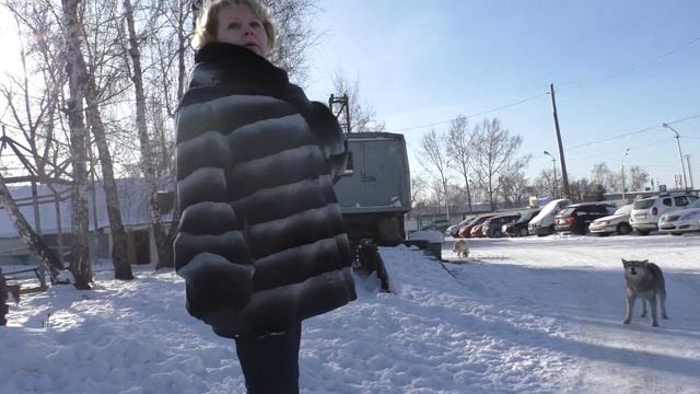 Павловский тракт 49. Женщина кормит аргессивных бродячих собака смотреть онлайн