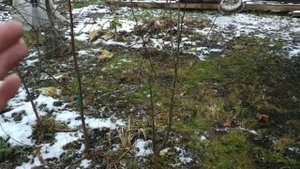 Как правильно формировать и обрезать саженец сливы?Обрезка для новичков,пошагово.