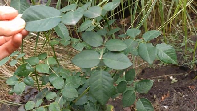 Работы в саду ? 5 ноября —1 часть смотреть онлайн