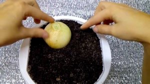 Как посадить лук на зелень на подоконнике зимой