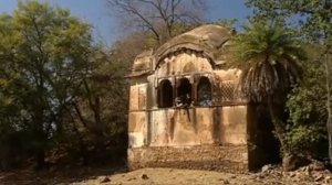 Тигр против крокодила: все о видео с нападением тигрицы Мачли на болотного крокодила