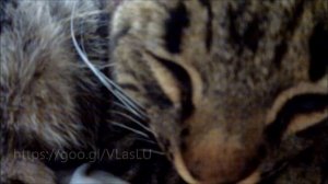 Кот мурчит. Релакс. Делаем громче.