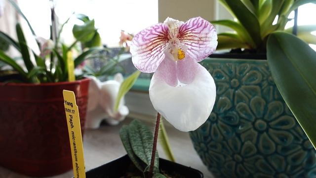 #GVOS2020 Paphiopedilum micranthum eburneum смотреть онлайн