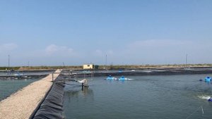 Аэраторы фирмы Салмо в крупнейшем в России креветочном хозяйстве в Крыму