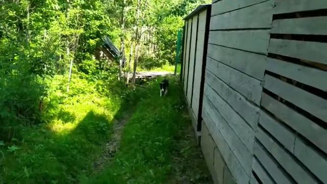 Ищет самого лучшего и самого спортивного хозяина наш малыш Ebony Nose Luther от Джуми и Апа.