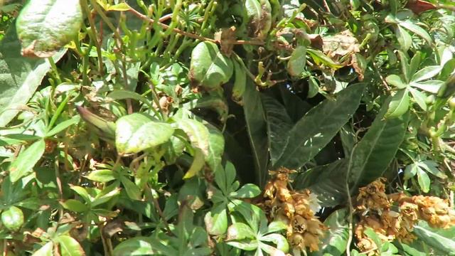 Пчёлы собирают нектар из цветков мушмулы в моём саду смотреть онлайн