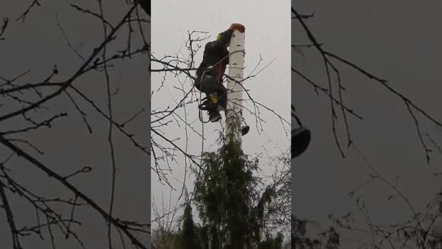 Спил деревьев