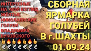 Ярмарка голубей в г.Шахты 01.09.24. Интересные жёлтые николаевские голуби Владимира Буковского 👍🔥.