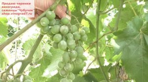 Запущенный оидиум, класика. Чем лечить, спасти урожай?  Ягоды стали расстрескиваться, но мы сможем!