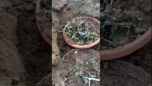 Как сохранить зимой хризантему мультифора.