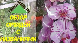 Новый завоз - сортовых орхидей в Леруа Мерлен (МСК Красногорск)  Обзор с названием сортов!