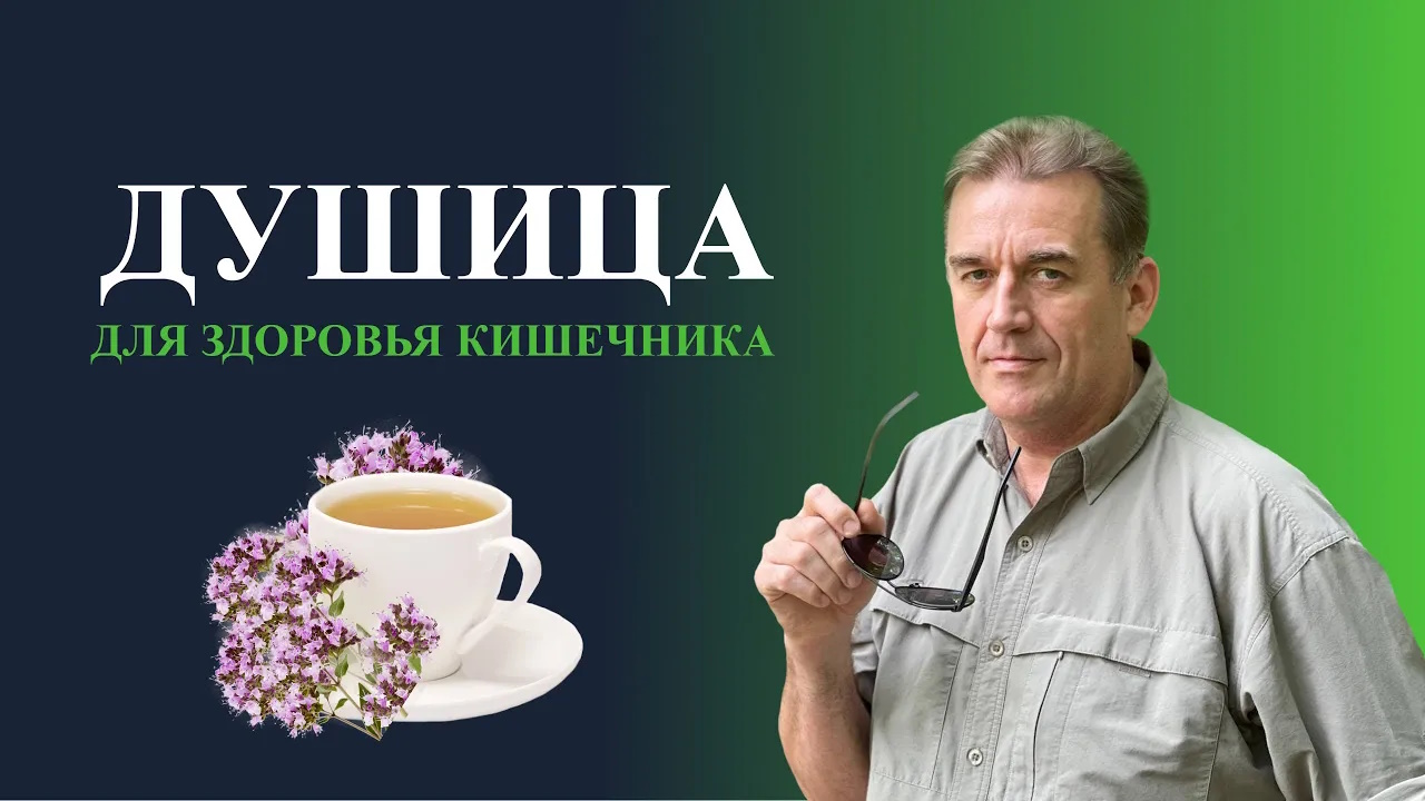 ДУШИЦА ОРЕГАНО  Лучшие целебные травы для ЗДОРОВЬЯ КИШЕЧНИКА и восстановления микрофлоры