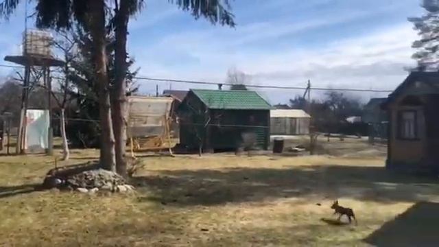 Сдам на лето дачу смотреть онлайн