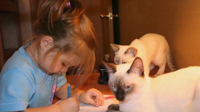 Самые «разговорчивые» кошки The most" talkative " cats смотреть онлайн