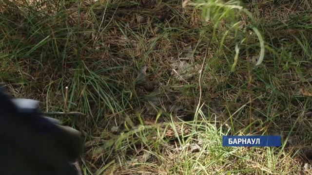 Барнаульцы стали меньше мусорить смотреть онлайн