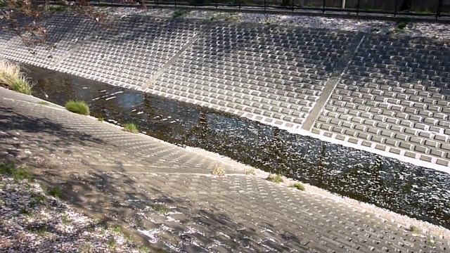 Sakura petals over the river Лепестки сакуры над речкой смотреть онлайн