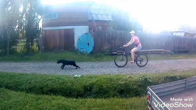 Велопрогулка. Байкджоринг. Спаниель. 12.06.20. смотреть онлайн