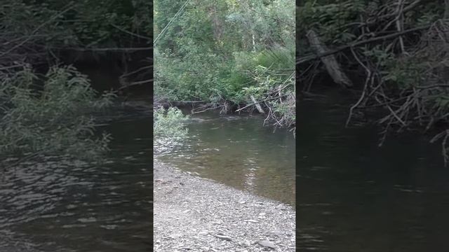 1737 Удочка Поплавок Рыбалка Кусты Тайга #дмитрийяков #рыбалка #тайга #fishing #hunting #выживалово