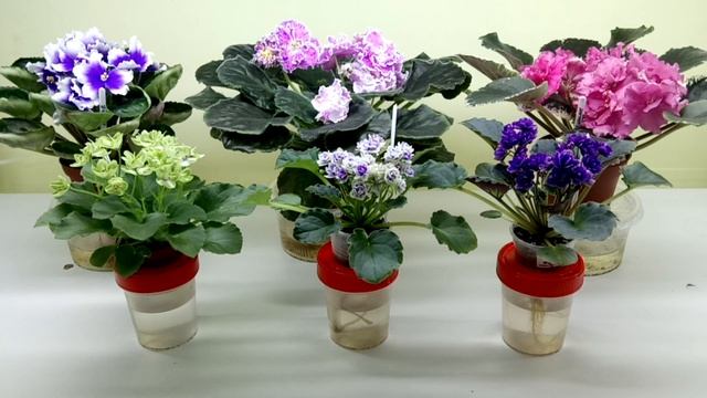 Двенадцать очень важных рекомендаций по уходу за фиалками в жару! смотреть онлайн