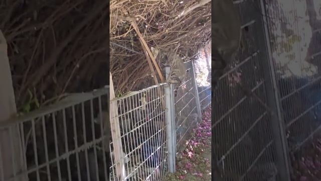 Кот мяукает на охоте в тропических джунглях ? Feral cat hunter meow in bush. Kucing lucu. Chat drôl смотреть онлайн