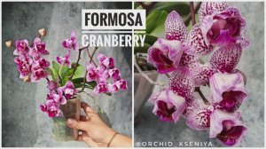 Phal. Formosa cranberry Peloric 🌷Домашнее цветение миниатюрной орхидеи фаленопсис Формоза Крэнберри