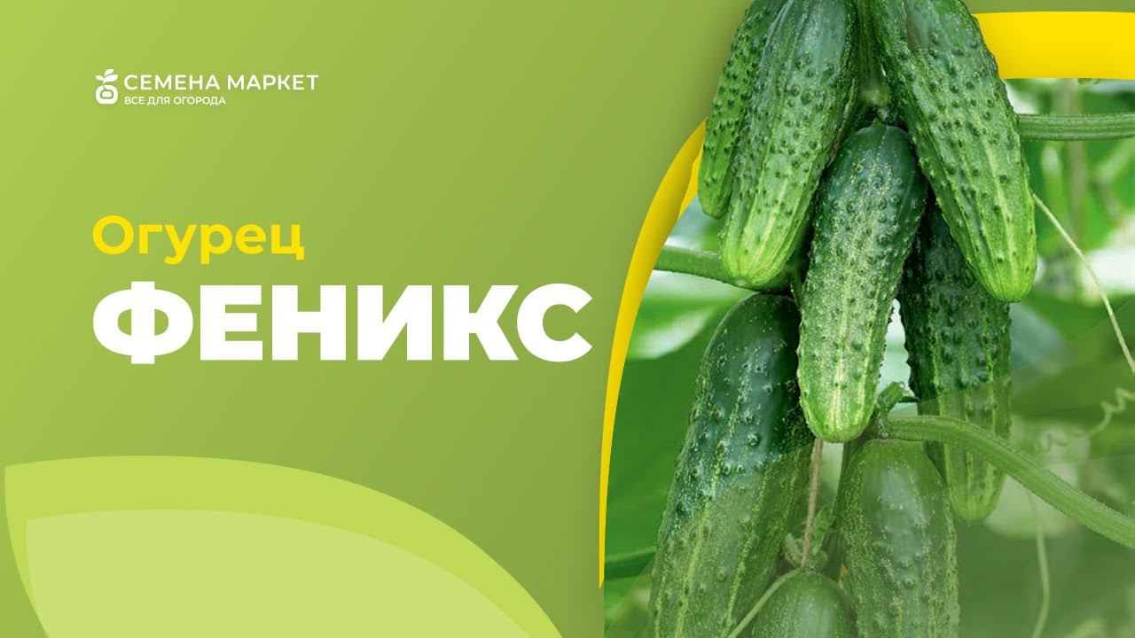 Огурец ФЕНИКС | #огурцы #огород #рассада #семена #семенамаркет