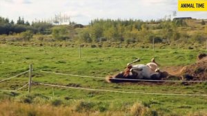 Мычание КОРОВ и Домашние животные веселятся под музыку для детей