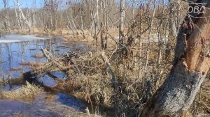 Постройка скрадка для утиной охоты