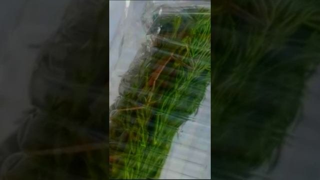 #Укроп из магазина зашевелился!