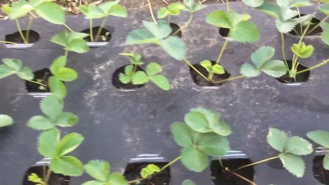 Клубника сорт Мара де Буа 3 июля 2021 г. смотреть онлайн