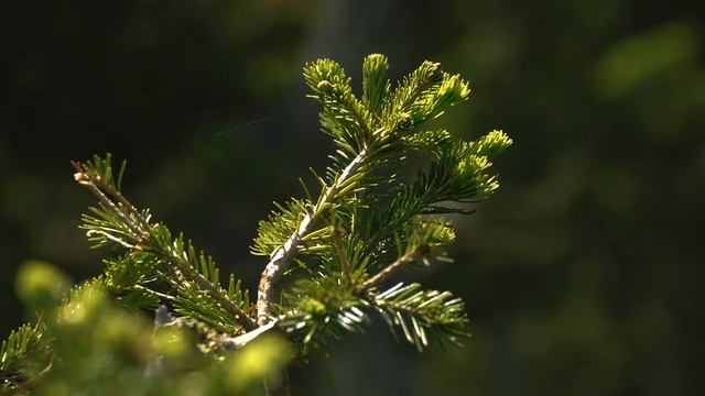 Еще немного природы Мамая. смотреть онлайн