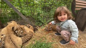 Целая куча ЛЬВЯТ и ТИГРЯТ у Ангелины!