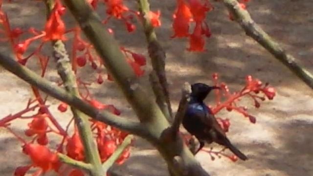 Брахихитон и нектарницы смотреть онлайн