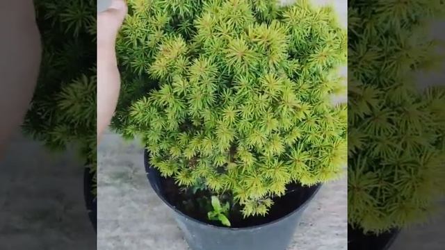 Ель Коника шаровидная. смотреть онлайн