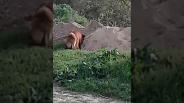 Собака прячет еду )) смотреть онлайн