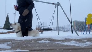 golden retriever Dory | 23 months | 72 trucks (голден ретривер выполняет трюки)