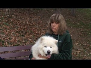 Живой уголок - самоеды.