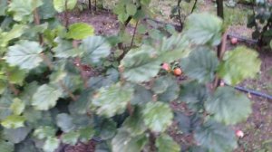 Фундук.Вертикальные отводки