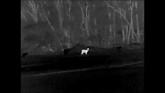 NIght Tech HD-25 Lite Thermal Monocular смотреть онлайн