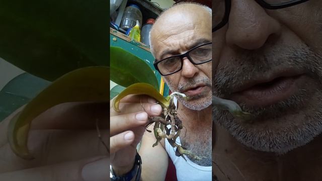 repoting Phalaenopsis (orchids) смотреть онлайн
