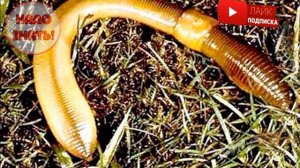 Почему черви выползают после дождя?