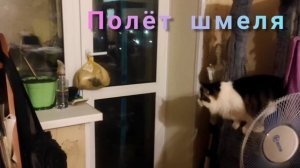 Полёт шмеля.mp4
