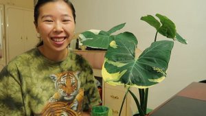 HOW TO CARE FOR XANTHOSOMA | MICKEY MOUSE PLANT