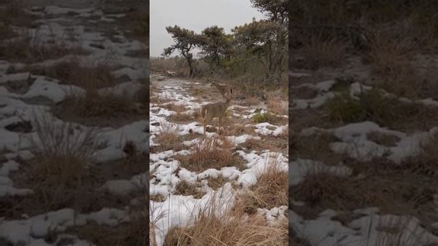 Олень во время зимы