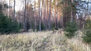 Поход в лес / Осень в деревне