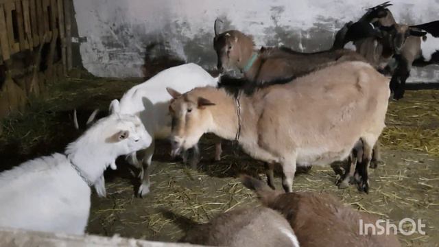Кто главный в хате? До чего довела козу вседозволенность🤦♀️ Больше никакой свободы!