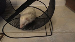 ПЕРВОЕ ЗНАКОМСТВО нового питомца и его реакция.  Африканский ежик в нашем доме.