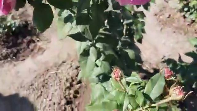 Розы после обработки от серой гнили) 27.08.2020 г. Татарстан. смотреть онлайн