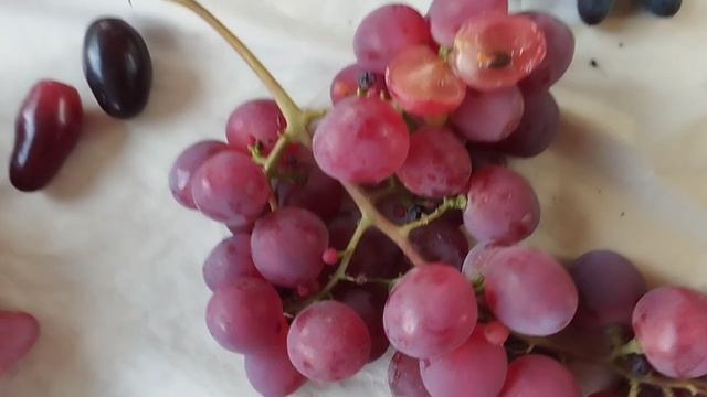 Сеянцы новинки, есть и позднее формы винограда 30 августа 2024. Виноградник Щереденкова..mp4